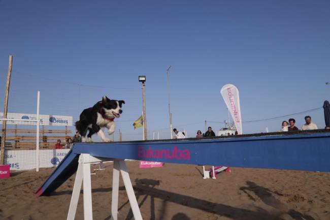 Córdoba Open, el primer torneo de tenis “dog friendly”