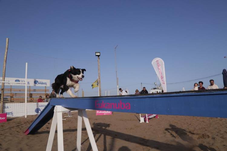 Córdoba Open, el primer torneo de tenis “dog friendly”